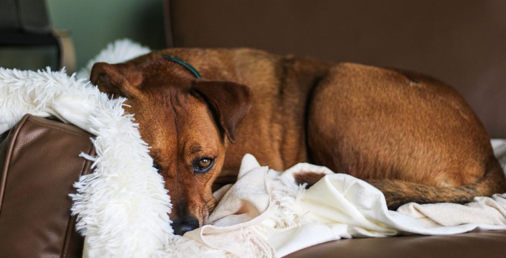 Image showcasing Shreveport Convention Center Short Term Stay - Rent By Owner